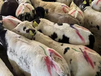 Toro, Ganado vacuno — foto 2
