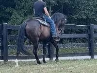 Kůň, French Trotter — foto 5