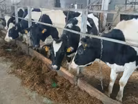 Cow, Red-spotted breed — photo 7