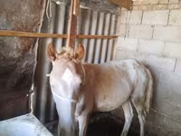 حصان, French Trotter — الصورة 1