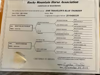 Yegua, Rocky Mountain Horse — foto 6