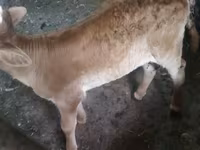 بقرة, Swiss cattle — الصورة 6