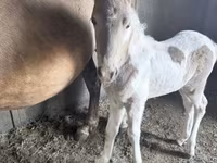 Klisna, Pinto horses — foto 4