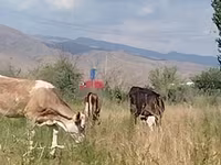 Cow, Red Estonian cattle — photo 4