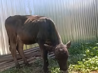 गाय, भूरा लातवियाई — फ़ोटो 1