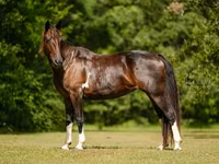 பெண் குதிரை, American paint horse — புகைப்படம் 7