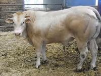 Býk, Blonde d’Aquitane cattle — foto 1