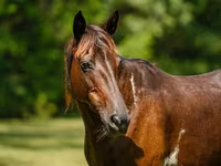 பெண் குதிரை, American paint horse — புகைப்படம் 5
