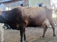 பசு, அலாதவுஸ் இனம் — புகைப்படம் 1