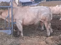 Bulle, Charolais cattle — Foto 1