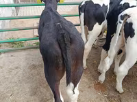Bull, Holstein breed — photo 3