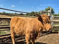 सांड, Highland — फ़ोटो 4