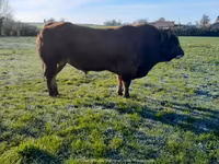காளை, Partenaise cattle — புகைப்படம் 6