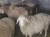 Sheep, Tian-Shan semifinewool sheep — photo 3