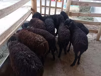 Ovce, Tajik sheep — foto 1