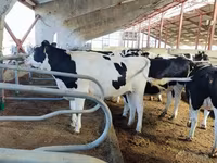 गाय, कल्मिक नस्ल — फ़ोटो 6