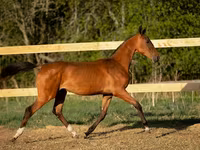 Kůň, Akhal-Teke — foto 2