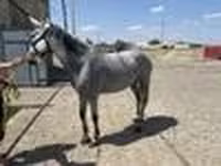 பெண் குதிரை, Orlov Trotter — புகைப்படம் 5