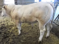 Býk, Blonde d’Aquitane cattle — foto 4