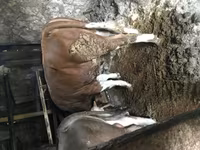 ثور, Simmental cattle — الصورة 2