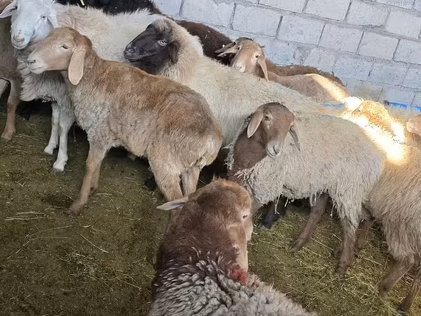 Sheep, Sheep