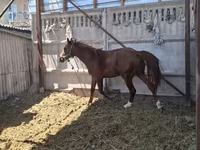 Kůň, Arabian horse — foto 4