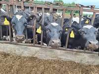 गाय, कल्मिक नस्ल — फ़ोटो 8