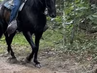 Kůň, French Trotter — foto 2