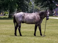 حصان, Quarter Horse — الصورة 4