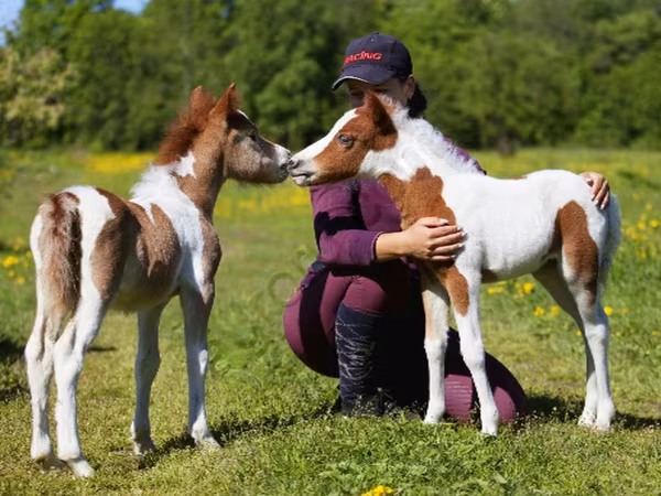 Kůň, American shetland pony