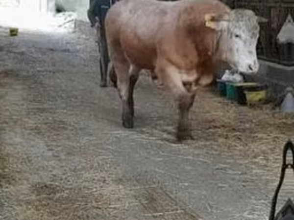ثور, Blonde d’Aquitane cattle