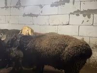 ஆண் ஆடு, Arashan sheep — புகைப்படம் 6