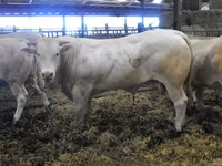 Býk, Blonde d’Aquitane cattle — foto 5