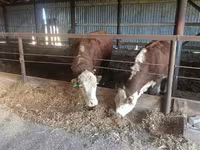 Býk, Yaroslavl cattle — foto 8