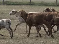 Widder, Hissar sheep — Foto 5