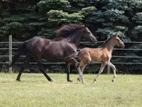 Caballo, Rocky Mountain Horse — foto 2