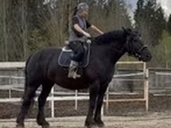 Percheron