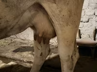 Vaca, Ukrainian Brown Dairy Cattle — foto 5