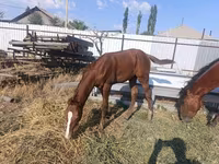 பெண் குதிரை, Thoroughbred horse — புகைப்படம் 3