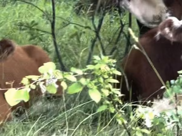 Cow, Kazakh White-headed cow