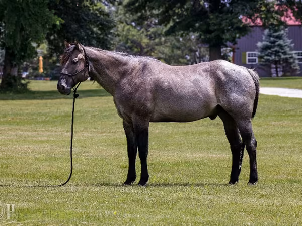 حصان, Quarter Horse