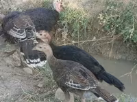 नॉरफ़ॉक ब्लैक — फ़ोटो 2