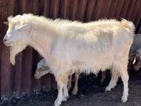 बकरा, Saanen goat — फ़ोटो 2