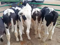 Bull, Holstein breed — photo 2