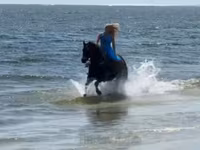 فرس, Quarter Horse — الصورة 5