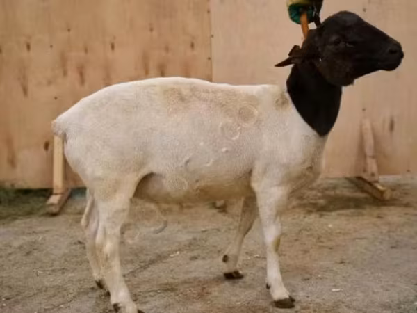 ஆண் ஆடு, Dorper sheep
