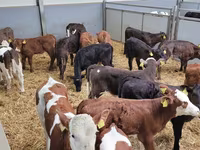 Bull, Cattle — photo 3