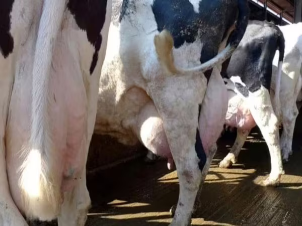 Kuh, Swiss cattle