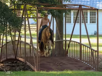 Caballo, Gypsy horse — foto 4