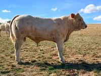 Býk, Charolais cattle — foto 2